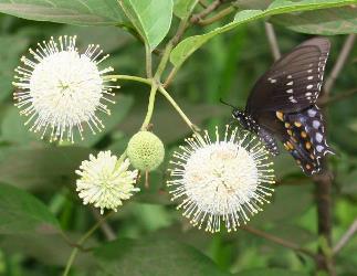 Buttonbush, Button Willow, Honey Bells, Cephalanthus occidentalis